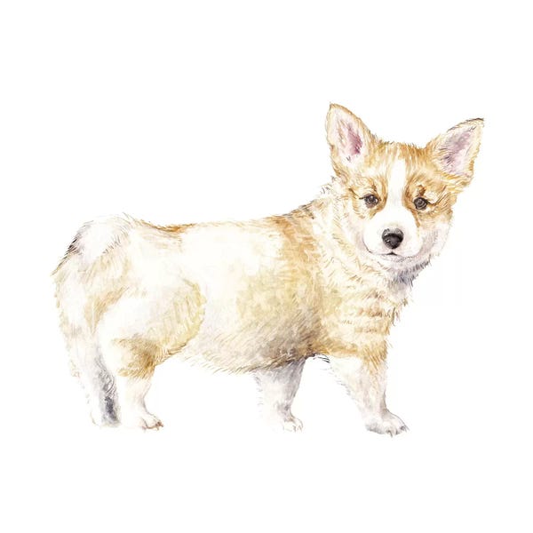 Corgis: Corgi Puppy by Wandering Laur