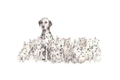 Dalmatian And Copycats by Wandering Laur framed wall art