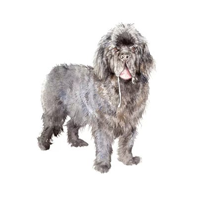 Drooly Newfoundland by Wandering Laur framed wall art