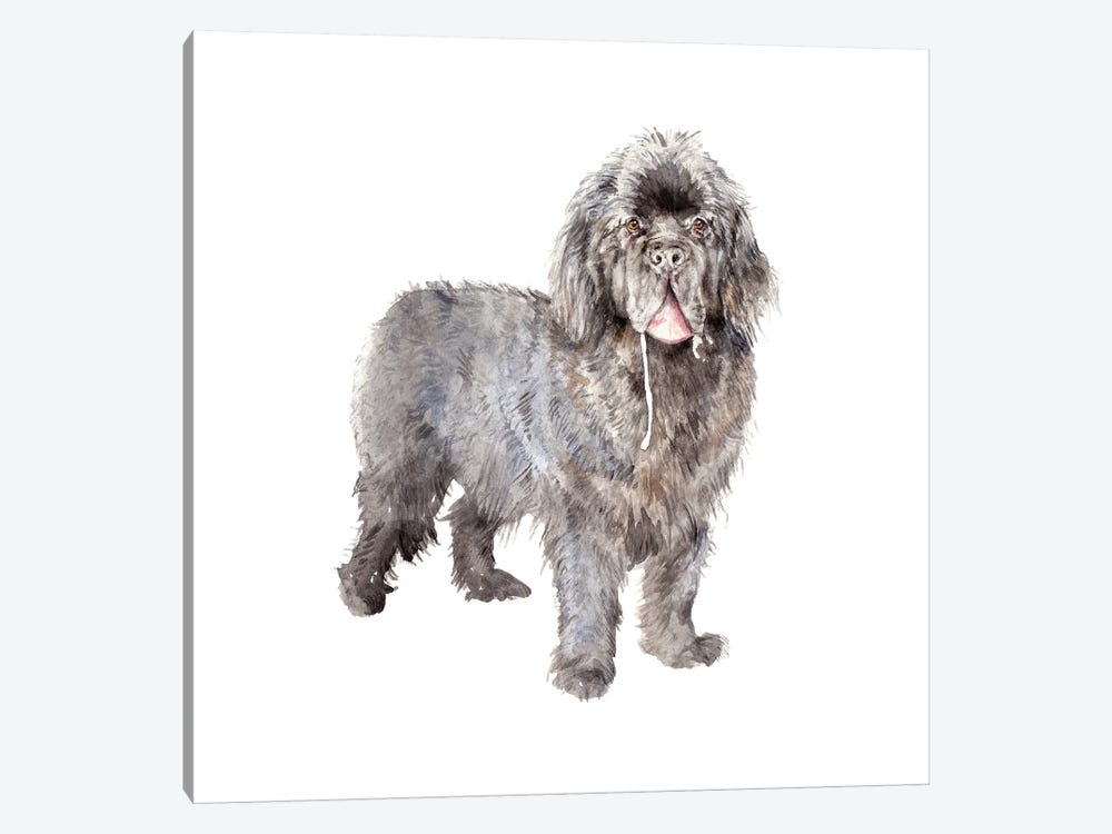 Drooly Newfoundland by Wandering Laur 1-piece Canvas Wall Art