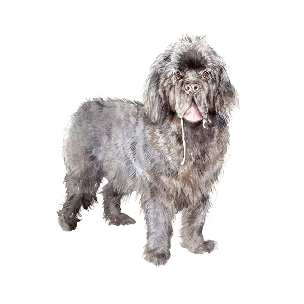 Newfoundlands: Drooly Newfoundland by Wandering Laur