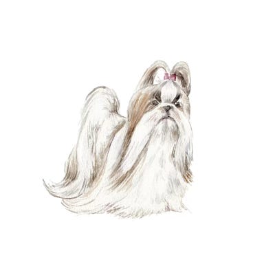 Fancy Shih Tzu by Wandering Laur framed wall art