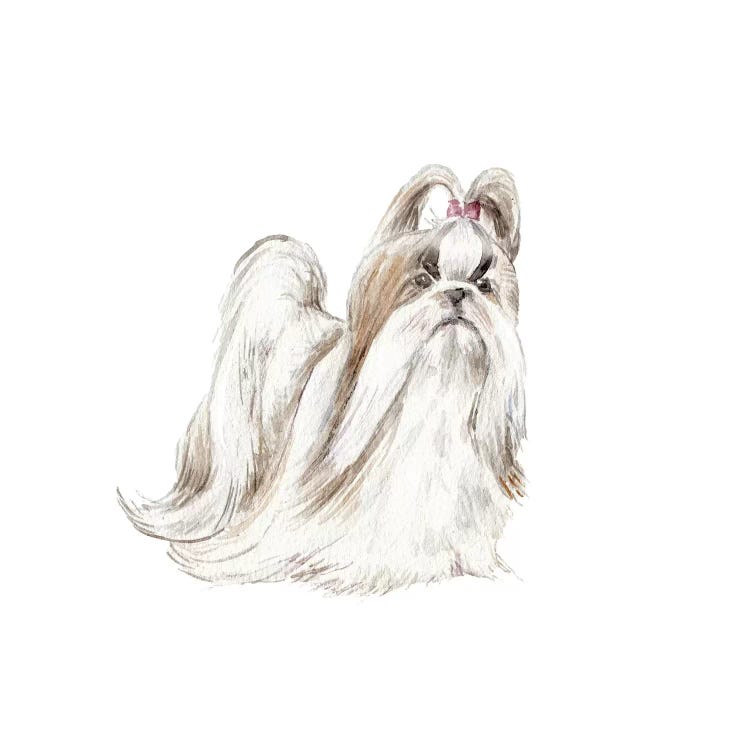 Fancy Shih Tzu