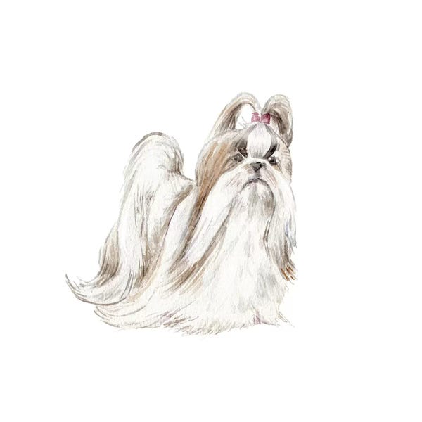 Shih Tzus: Fancy Shih Tzu by Wandering Laur