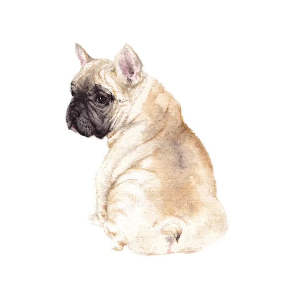 Puppies: Frenchie by Wandering Laur