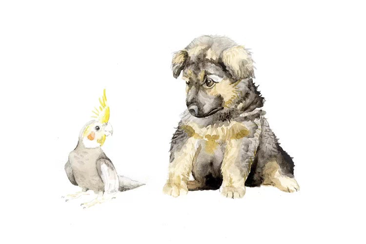 German Shepherd Puppy And Cockatiel