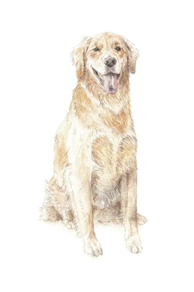 Golden Retrievers: Golden Retriever by Wandering Laur