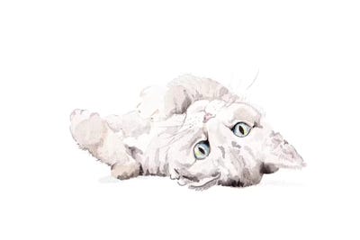 Grey Staring Cat by Wandering Laur framed wall art