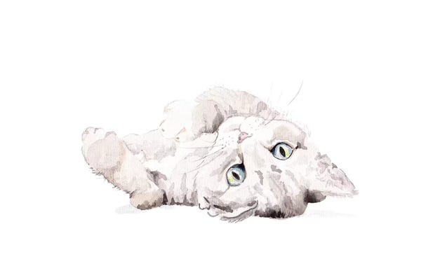 Wandering Laur: Grey Staring Cat by Wandering Laur