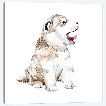 Happy Husky Puppy Canvas Print #RGF41} by Wandering Laur Canvas Wall Art