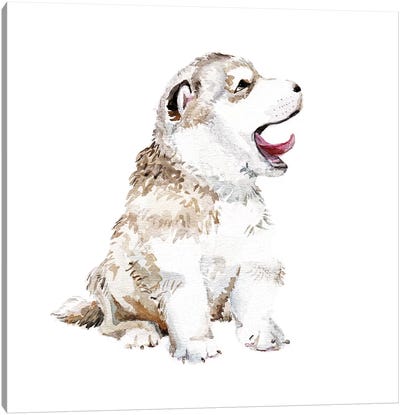 Happy Husky Puppy Canvas Art Print - Siberian Husky Art