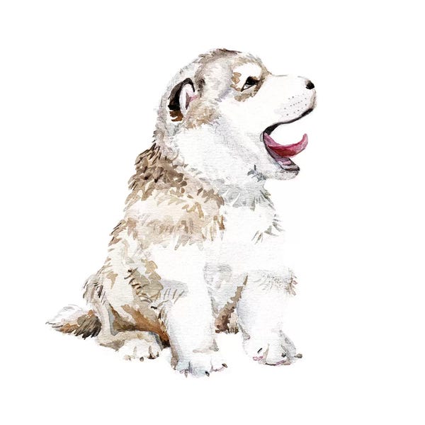 Siberian Huskies: Happy Husky Puppy by Wandering Laur