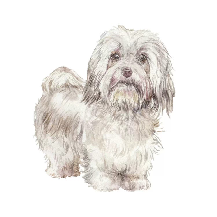 Havanese Cuban Bichon