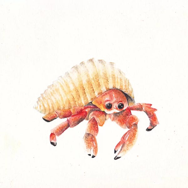 Crabs: Hermit Crab by Wandering Laur