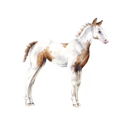 Horse Foal by Wandering Laur framed wall art