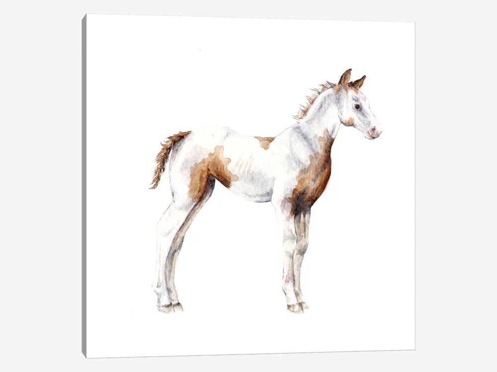 Horse Foal by Wandering Laur 1-piece Canvas Wall Art