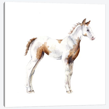 Horse Foal Canvas Print #RGF45} by Wandering Laur Art Print