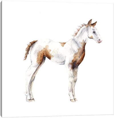 Horse Foal Canvas Art Print - Wandering Laur