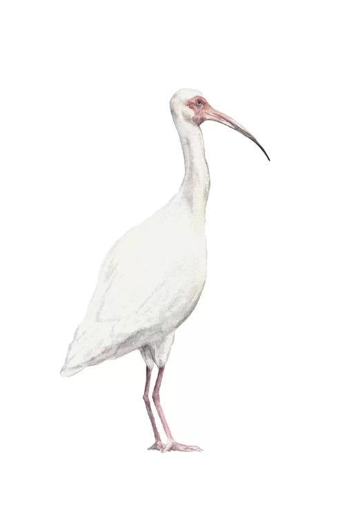 Ibis