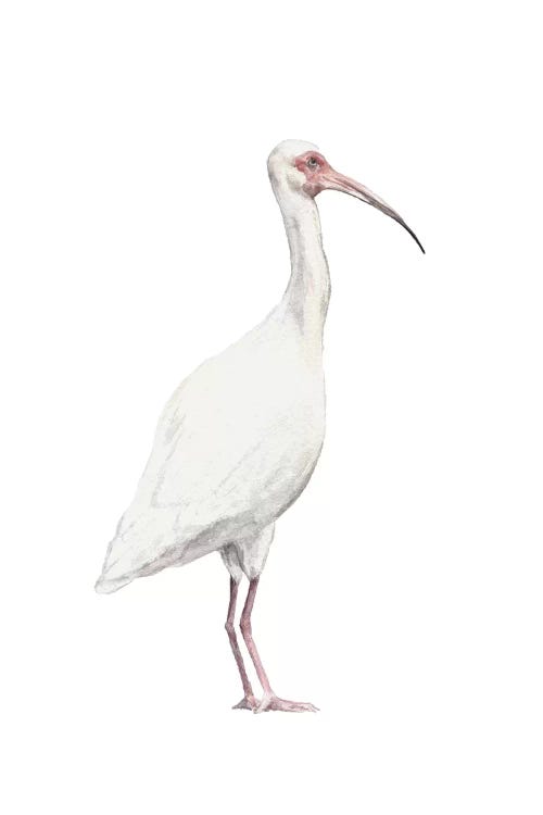 Ibis by Wandering Laur wall art
