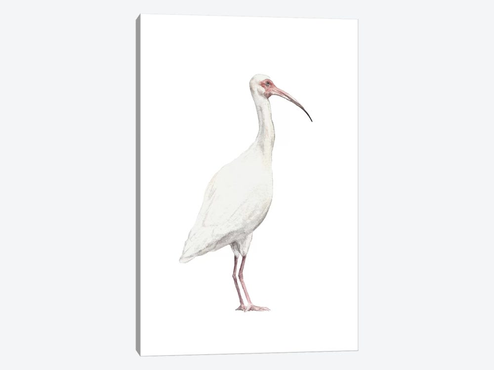 Ibis by Wandering Laur 1-piece Canvas Print