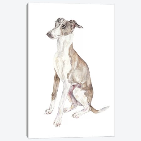 Italian Greyhound Canvas Print #RGF47} by Wandering Laur Canvas Art Print