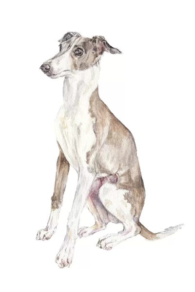 Italian Greyhounds: Italian Greyhound by Wandering Laur