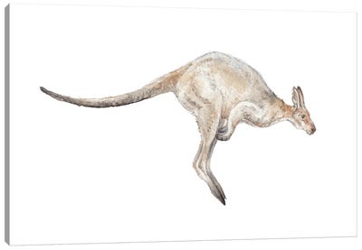 Kangaroo In Mid-Jump Canvas Art Print - Kangaroo Art