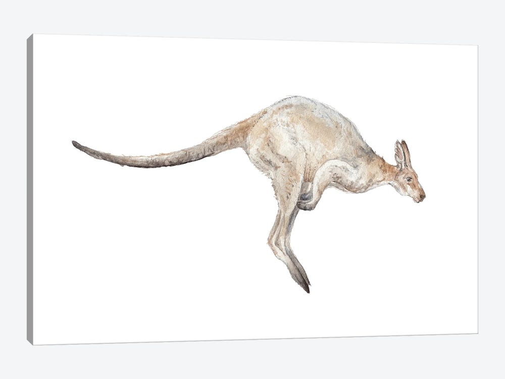 Kangaroo In Mid-Jump by Wandering Laur 1-piece Canvas Art