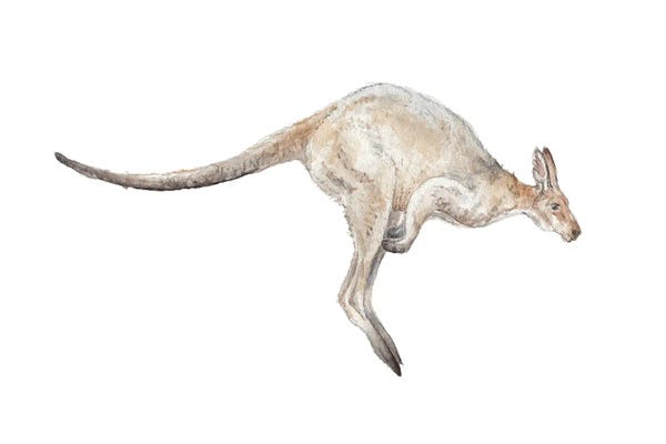 Kangaroos