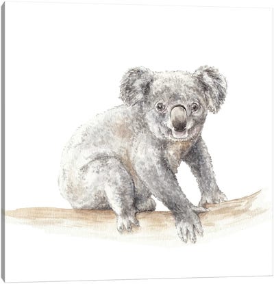 Koala Canvas Art Print - Wandering Laur