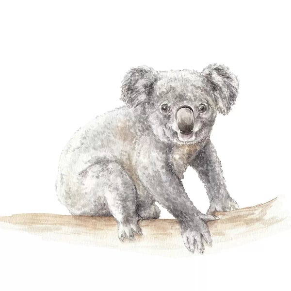 Wandering Laur: Koala by Wandering Laur