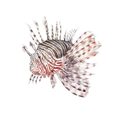 Lionfish by Wandering Laur framed wall art