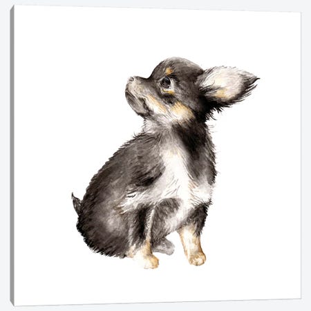 Long-Haired Chihuahua Canvas Print #RGF55} by Wandering Laur Canvas Artwork