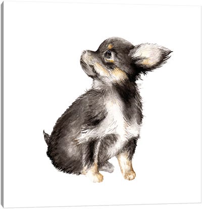 Long-Haired Chihuahua Canvas Art Print - Wandering Laur