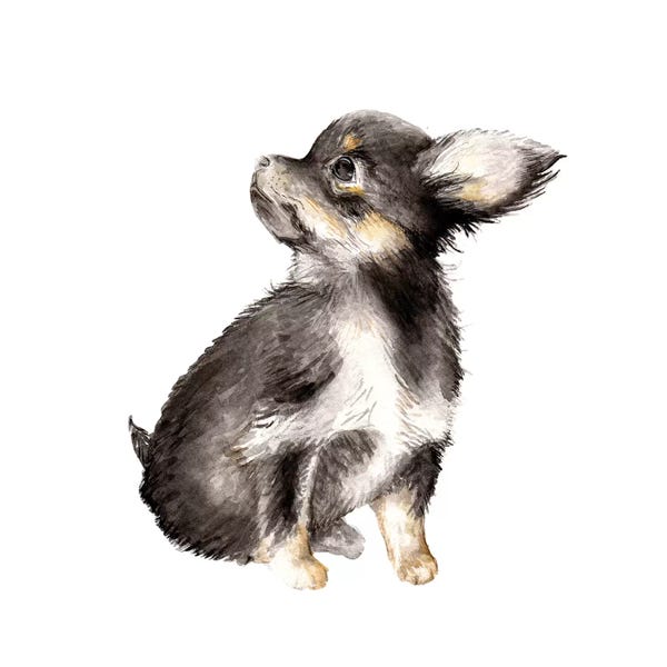 Chihuahuas: Long-Haired Chihuahua by Wandering Laur