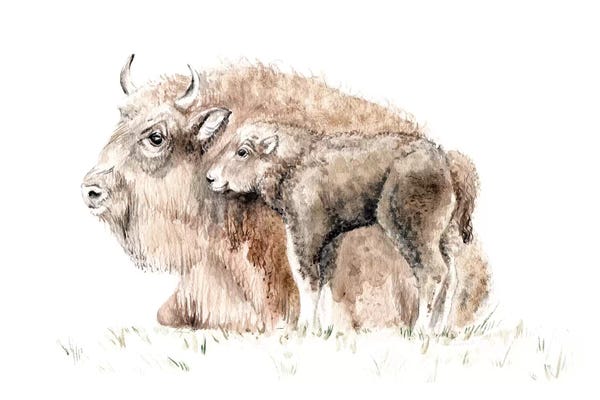 Bison & Buffaloes: Home On The Range: Mama Buffalo And Her Calf by Wandering Laur