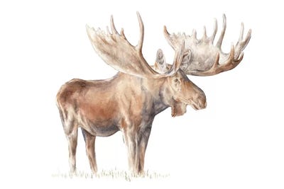 Moose by Wandering Laur canvas print