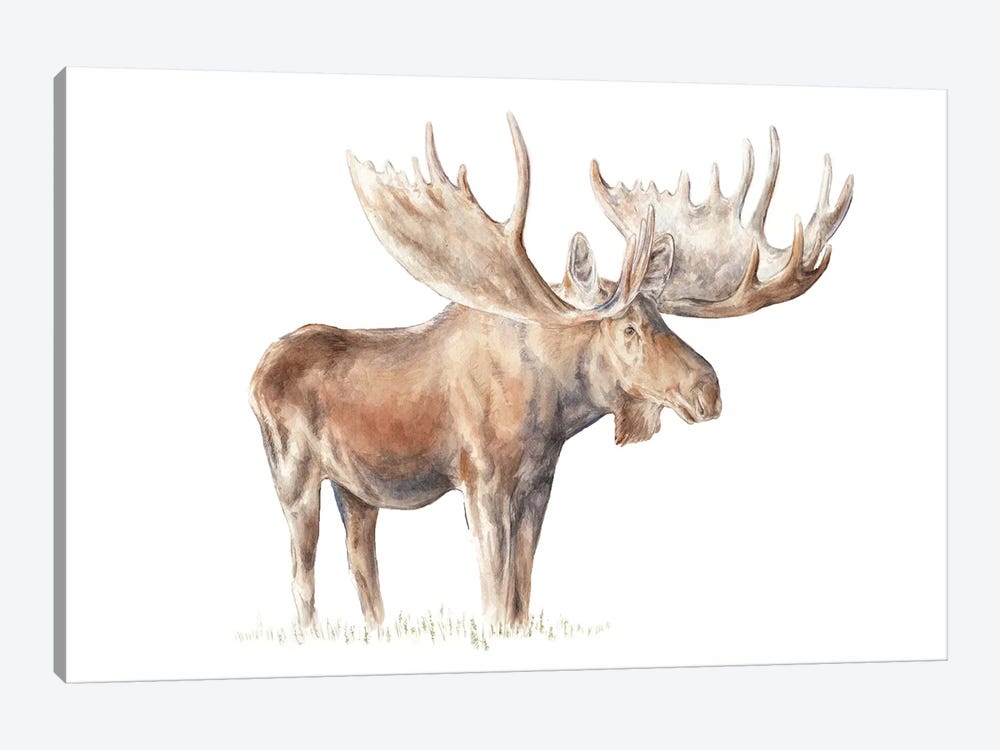 Moose by Wandering Laur 1-piece Canvas Art Print