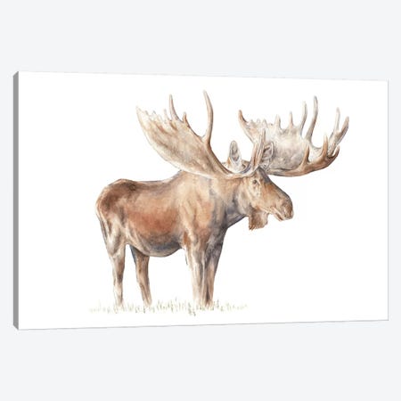 Moose Canvas Print #RGF59} by Wandering Laur Canvas Art Print