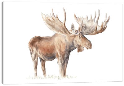 Moose Canvas Art Print - Wandering Laur
