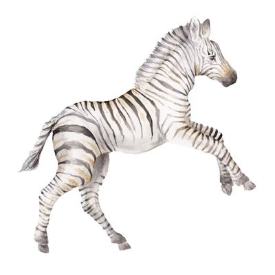 Baby Zebra by Wandering Laur canvas print