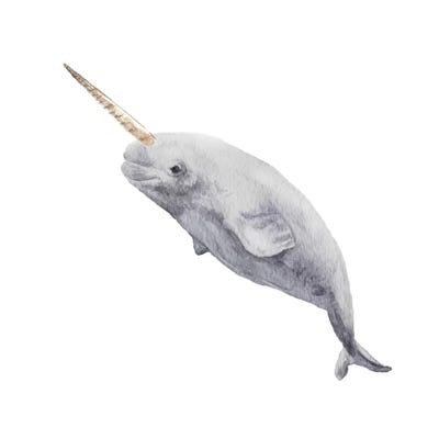 Narwhal by Wandering Laur framed wall art