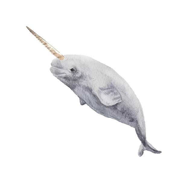Wandering Laur: Narwhal by Wandering Laur