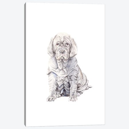 Neopolitan Mastiff Puppy Canvas Print #RGF61} by Wandering Laur Canvas Wall Art
