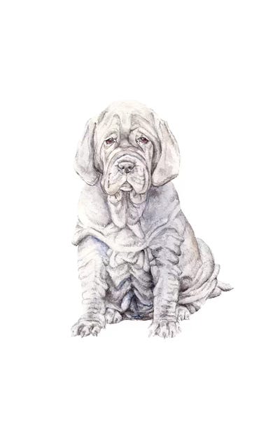 Wandering Laur: Neopolitan Mastiff Puppy by Wandering Laur