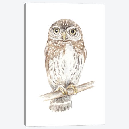 Northern Pygmy Owl Canvas Print #RGF62} by Wandering Laur Canvas Wall Art