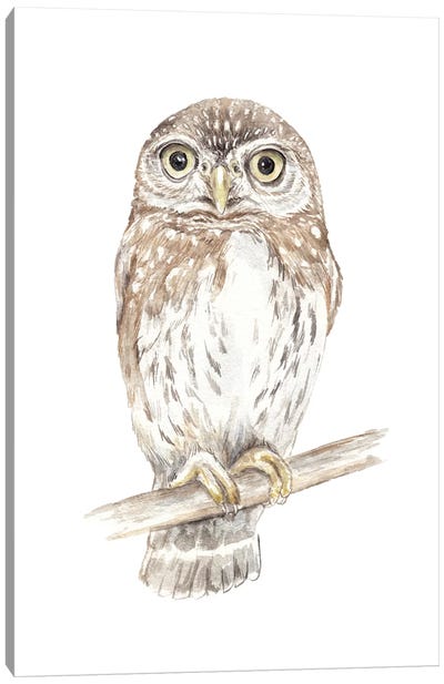 Northern Pygmy Owl Canvas Art Print - Wandering Laur
