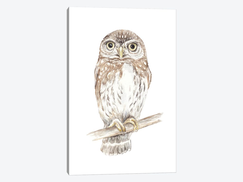 Northern Pygmy Owl by Wandering Laur 1-piece Art Print