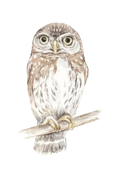 Wandering Laur: Northern Pygmy Owl by Wandering Laur